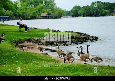 Kanadische Gänse versammeln sich am Ufer des Parks entlang des Fox River im Norden von Illinois, USA. Stockfoto