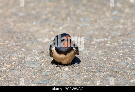 schlucken Stockfoto
