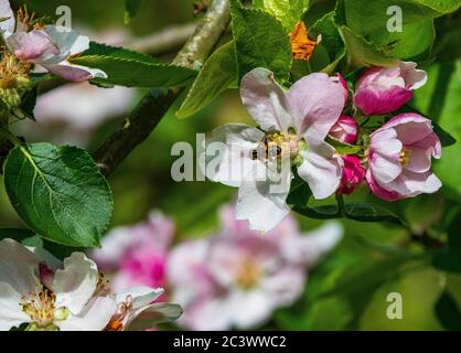 Schwebfliegen auf Apfelblüte Stockfoto