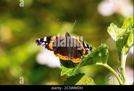 Distelfalter Schmetterling Stockfoto