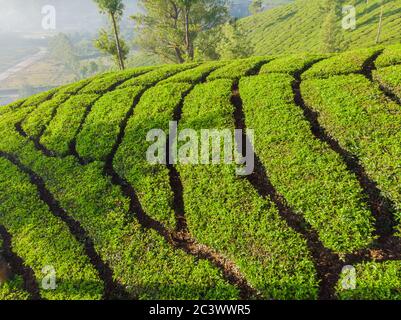 Luftaufnahme von Teeplantagen in der Nähe der Stadt Munar. Indien. Stockfoto