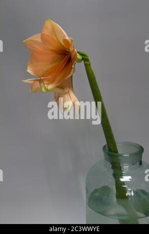 Nahaufnahme Pfirsich Farbe hippeastrum Blume in Vase isolieren auf einem hellgrauen Hintergrund, Grußkarte oder Konzept Stockfoto