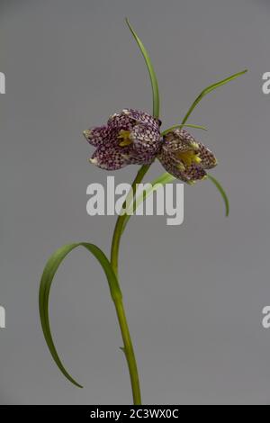 Nahaufnahme von beautifil Purple Fritillaria meleagris Blumen auf grauem Hintergrund, selektiver Fokus Stockfoto