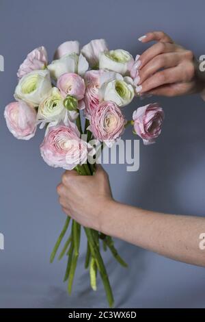Frühlingsblumen Bouquet in weiblichen Händen. Rosa und weiße Ranunculus Blüten isoliert auf grauem Hintergrund. Schönes Butterblume Bouquet. Stockfoto
