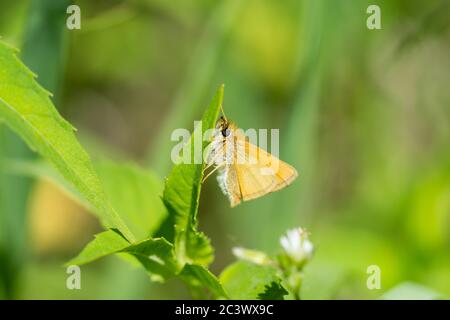 Essex Skipper Schmetterling im Frühling Stockfoto