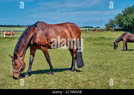 Pferde grasen an sonnigen Tagen in einer Weide in einem Stall Stockfoto