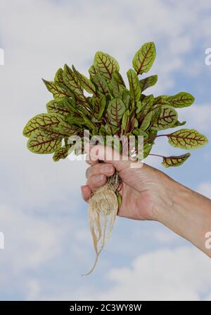 Rumex sanguineus, allgemein bekannt als blutiges Dock oder rot geädertes Dock Stockfoto