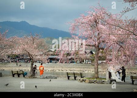 Menschen, die unter Kirschblütenbäumen am Hozu River in Arashiyama, einem schönen Viertel am Stadtrand von Kyoto, Fotos machen Stockfoto