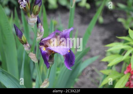 Lila lila lila Iris und Blumen auf dem Feld. Selektiver Fokus. Sommer Natur Hintergrund Stockfoto