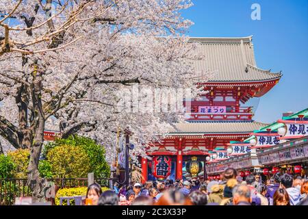 tokio, japan - april 04 2020: Menschenmenge, die unter den Kirschblütenbäumen der Nakamise-Einkaufsstraße zur riesigen Papierlaterne von Kobun führt Stockfoto