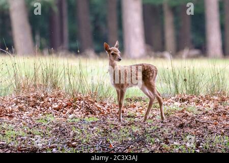 Dülmen, Deutschland. Juni 2020. Die dort lebende große Herde Damhirsche (dama dama) ist gewachsen und mehr als zwanzig kleine Rehkitze erkunden neugierig ihre Wald- und Wiesenlandschaft. Kredit: Imageplotter/Alamy Live Nachrichten Stockfoto