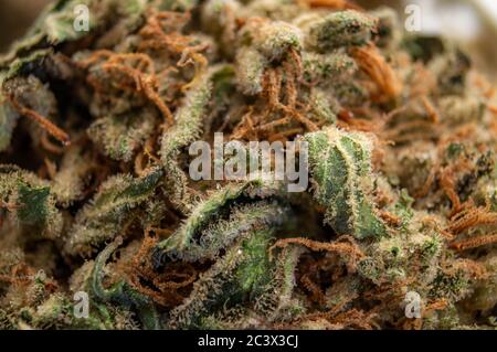 Natürliches Schmerzmittel, psychedelische Droge, legales medizinisches Marihuana und pflanzliche Alternative zur pharmazeutischen Medizin konzeptionelle Idee mit Makro-Nahaufnahme o Stockfoto