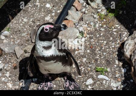 Nahaufnahme und hoch detaillierte Bild eines jungen Spheniscus demersus, oder afrikanischen Pinguin Stockfoto