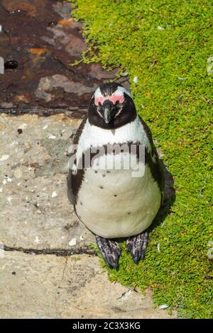 Nahaufnahme eines jungen Spheniscus demersus, oder afrikanischen Pinguin schlafen in der Sonne in betty, s Point, Südafrika Stockfoto