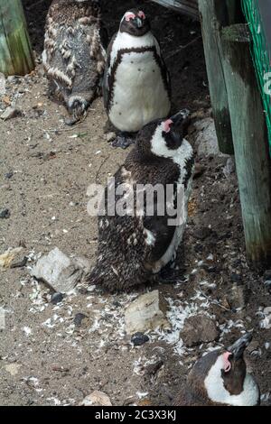 Ein junger afrikanischer Pinguin, der seine Federn wechselt und neben dem Ufer schläft Stockfoto