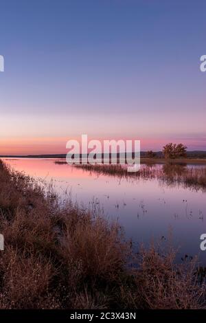 Teich am frühen Morgen, Bosque del Apache National Wildlife Refuge, New Mexico Stockfoto