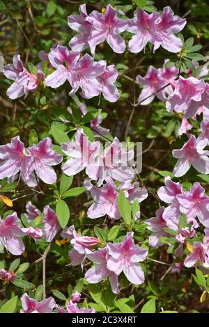 Rosa Azaleen blüht im Frühling. Stockfoto