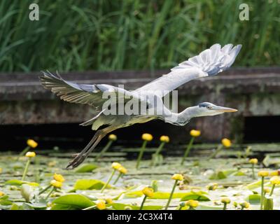 Ein Graureiher (Ardea cinerea) mit seinen Flügeln im Flug gestreckt, wie es kommt in auf einem Steg eines Sees in Daisy NOOK Country Park, Oldham landen Stockfoto