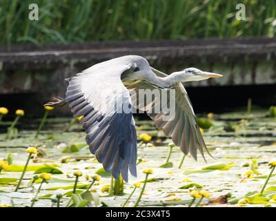 Ein Graureiher (Ardea cinerea) mit seinen Flügeln im Flug gestreckt, wie es kommt in auf einem Steg eines Sees in Daisy NOOK Country Park, Oldham landen Stockfoto