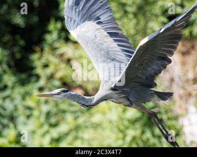 Ein Graureiher (Ardea cinerea) mit seinen Flügeln im Flug gestreckt, wie es kommt in auf einem Steg eines Sees in Daisy NOOK Country Park, Oldham landen Stockfoto