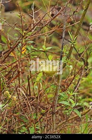 Gelbrohrsänger (Dendroica petechia) Erwachsene weibliche klammernde Pico Bonito, Honduras Februar 2016 Stockfoto