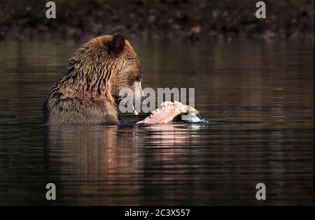 Grizzly Bär Mutter und Junge Angeln. Jungtier, der Lachs isst. Stockfoto