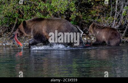 Grizzly Bär Mutter und Junge Angeln. Jungtier, der Lachs isst. Stockfoto