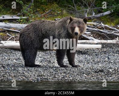 GRIZZLY BÄR IN WILDNIS Stockfoto