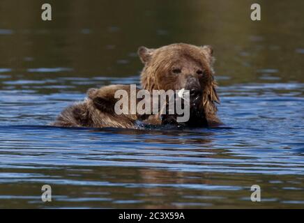 GRIZZLY BÄREN JUNGEN LERNEN ZU FISCHEN Stockfoto