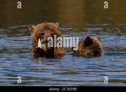 GRIZZLY BÄREN JUNGEN LERNEN ZU FISCHEN Stockfoto