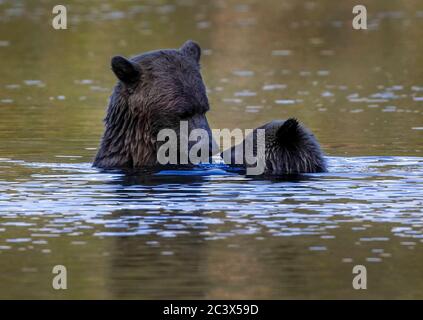 GRIZZLY BÄREN JUNGEN LERNEN ZU FISCHEN Stockfoto