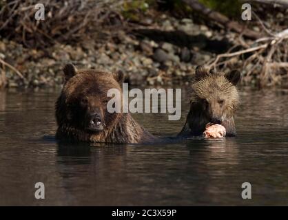 Grizzly Mama lehrt Junge zu fischen Stockfoto