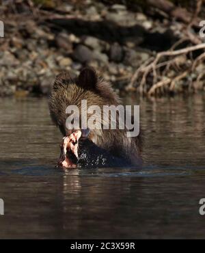 GRIZZLY BÄREN JUNGEN LERNEN ZU FISCHEN Stockfoto