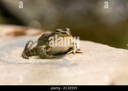 Selektiver Fokus des iberischen Grünfrosches (Pelophylax perezi), Sonnenbaden auf einem Felsen. Spanien Stockfoto