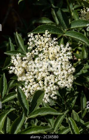 Selektiver Fokus des Blütenstandes und der Blätter der Holunderblüte (Sambucus nigra). Spanien Stockfoto