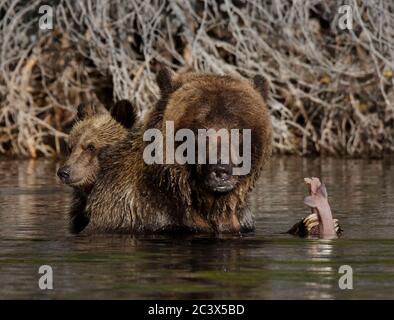 Grizzly Mama lehrt Junge zu fischen Stockfoto