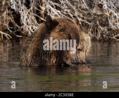 Grizzly Mama lehrt Junge zu fischen Stockfoto