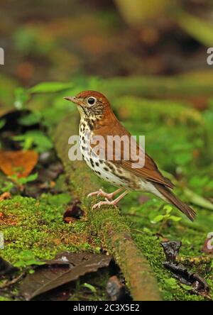 Wood Thrush (Hylocichla mustelina) Erwachsener auf Moosholz Picacho NP, Honduras Februar 2016 Stockfoto