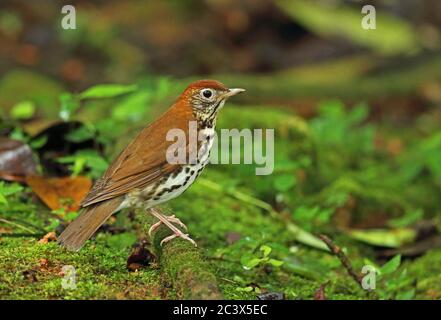 Wood Thrush (Hylocichla mustelina) Erwachsener auf Moosholz Picacho NP, Honduras Februar 2016 Stockfoto