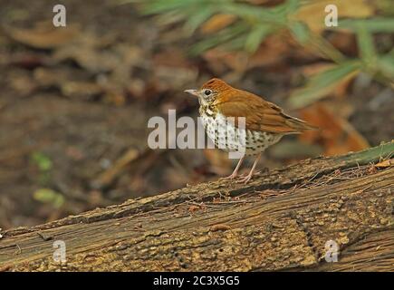 Wood Thrush (Hylocichla mustelina) Erwachsener auf gefallener Baum Picacho NP, Honduras Februar 2016 Stockfoto