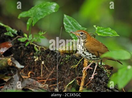 Wood Thrush (Hylocichla mustelina) Erwachsener auf gefallener Baum Picacho NP, Honduras Februar 2016 Stockfoto