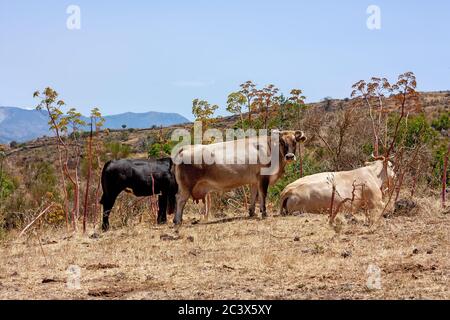 Die Herde der Kühe grast auf den Hügeln mit Gras in der Sonne getrocknet. Malerische Hügellandschaft an den Hängen des Ätna. Reisen und nachhaltige Kultivierung Stockfoto