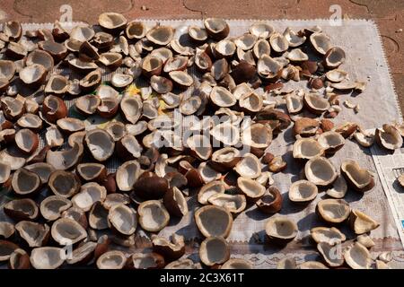 Kokosnüsse trocknen in der Sonne, Goa, Indien. Stockfoto