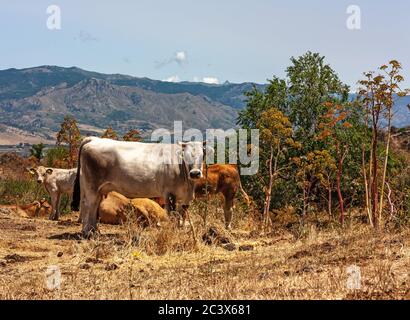 Die Herde der Kühe grast auf den Hügeln mit Gras in der Sonne getrocknet. Malerische Hügellandschaft an den Hängen des Ätna. Reisen und nachhaltige Kultivierung Stockfoto