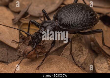 Ein Raubkäfer in der Gattung Scaphinotus, der sich von einer kleinen Spinne ernährt, die er im Mendocino State Forest, Kalifornien, gefangen hat. Stockfoto