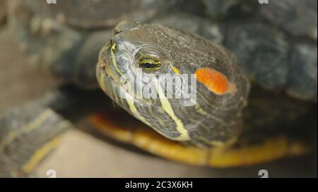 Nahaufnahme des Gesichts einer Rotohrschildkröte. Der Fokus liegt auf dem Auge. Stockfoto