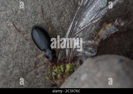 Ein kleiner Raubkäfer (Carabinae), der eine tote Zikade in Nordkalifornien durchjagend. Stockfoto