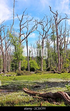 Eichen tot im Wald Stockfoto