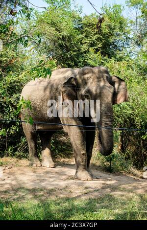 Elefant gefangen in der Mitte einer Stadt Sri Lanka. Urbane Landschaft in Asien. Wildtiere entlang der Straße an einem sonnigen Tag. Misshandelte Tiere in Gefangenschaft. Stockfoto
