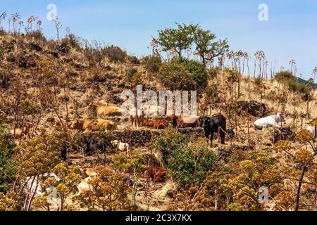 Die Herde der Kühe grast auf den Hügeln mit Gras in der Sonne getrocknet. Malerische Hügellandschaft an den Hängen des Ätna. Reisen und nachhaltige Kultivierung Stockfoto